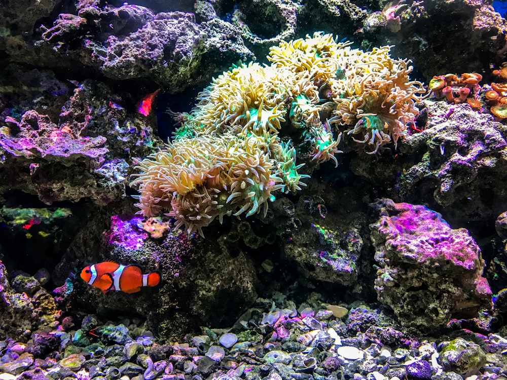 Pez payaso además de corales