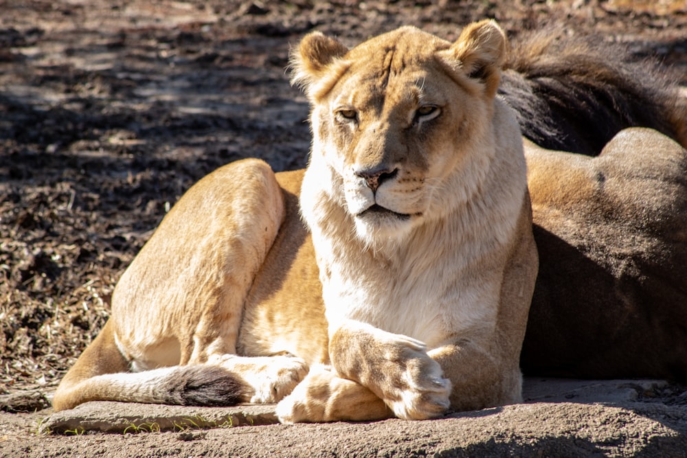 view of lioness
