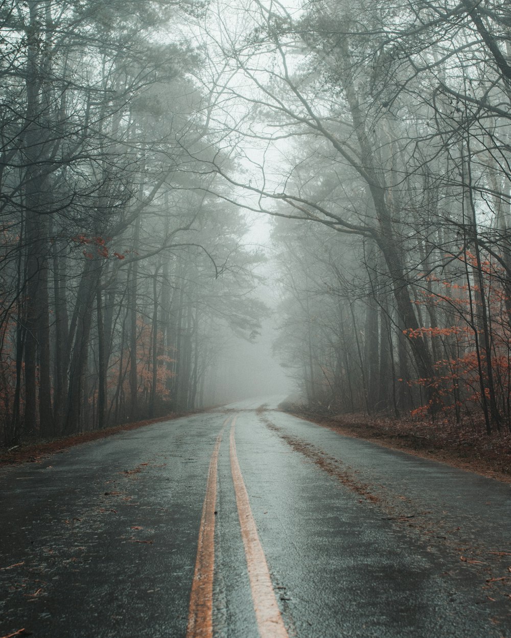 black concrete road between trees