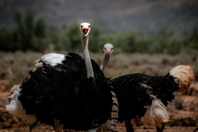 Two ostriches stand prominently in a natural setting. The foremost ostrich has its mouth open and is looking directly at the camera, while the other is slightly behind it, appearing more subdued. The background is a blurred landscape of vegetation and earth tones.
