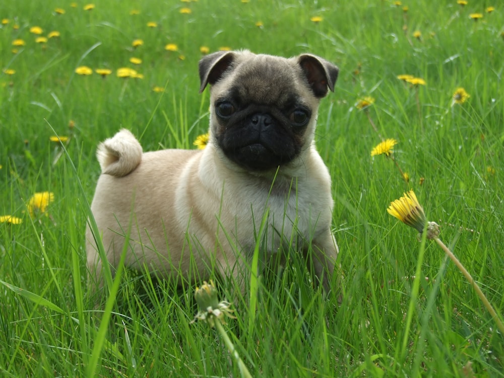 fawn pug on field