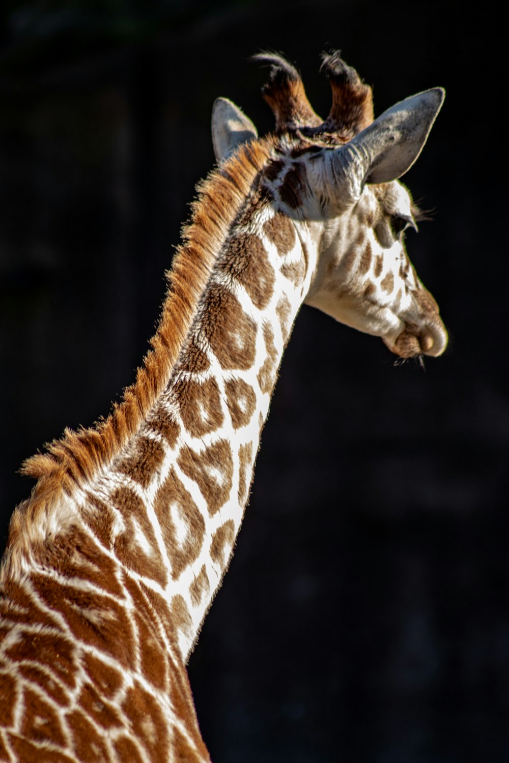 brown and gray giraffe