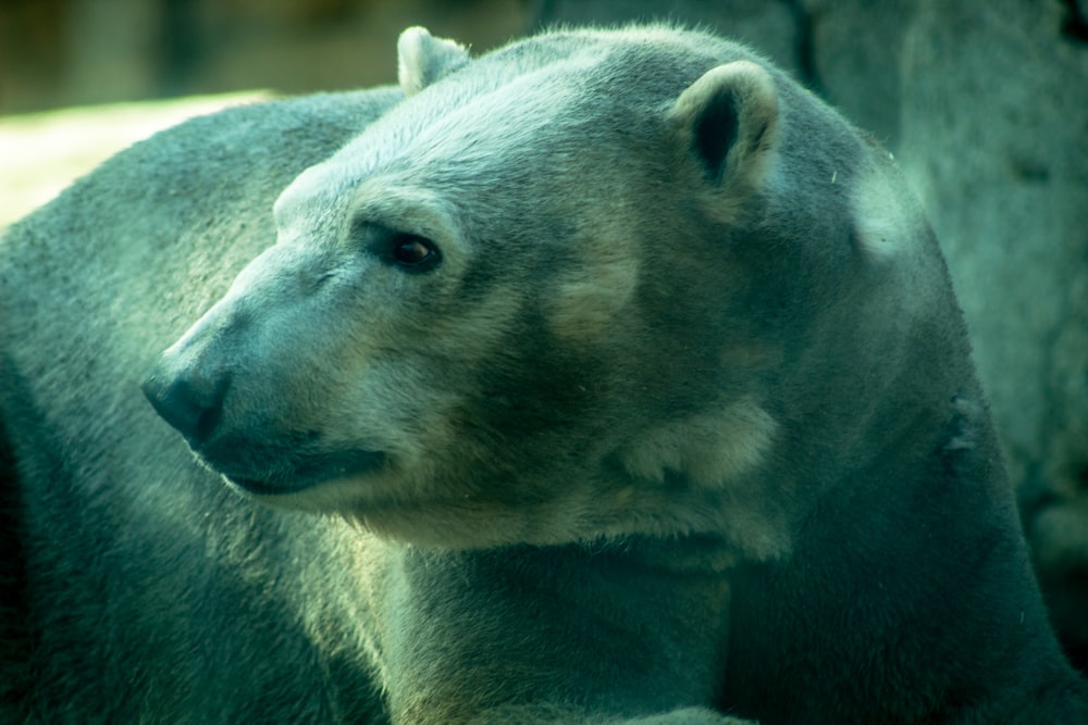 brown bear