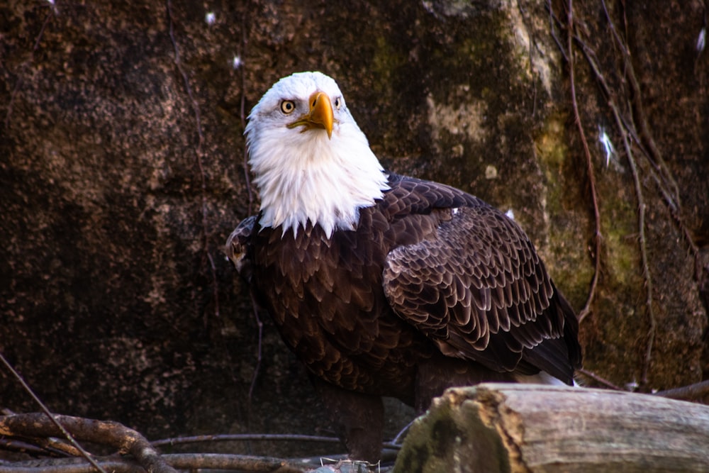 American bald eagle