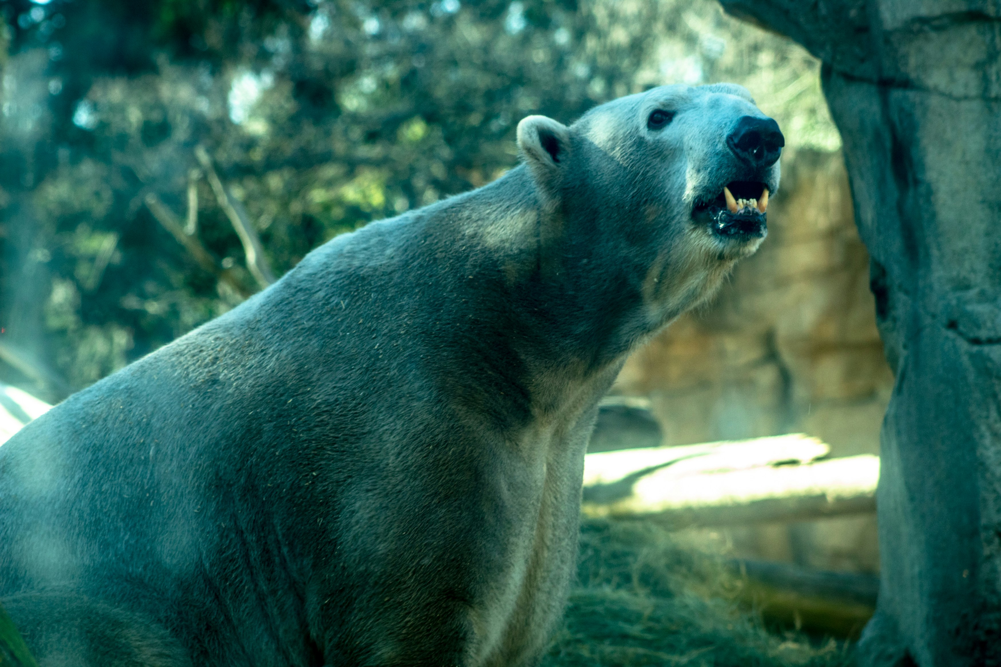 A polar bear awaits its lunch from the keeper at the Memphis Zoo.