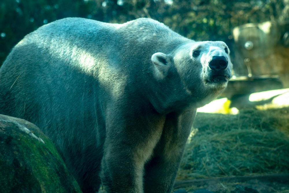 gray bear on grassland during daytime