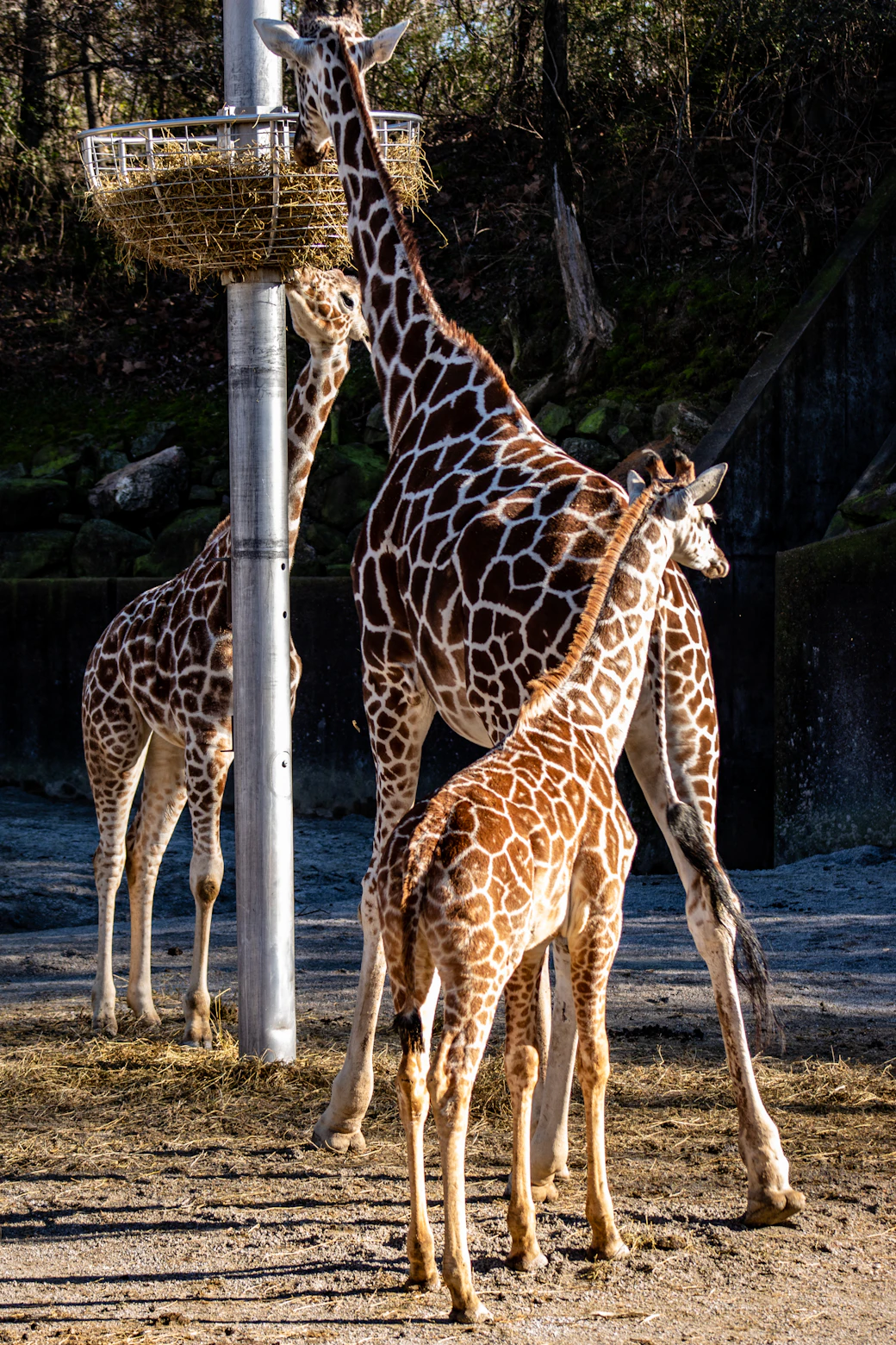 A young giraffe at a zoo enclosure