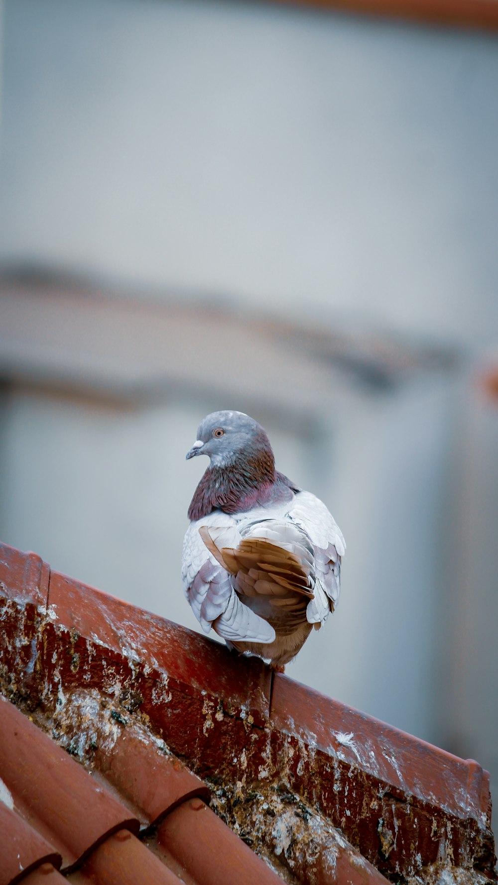 gray and white bird on roof
