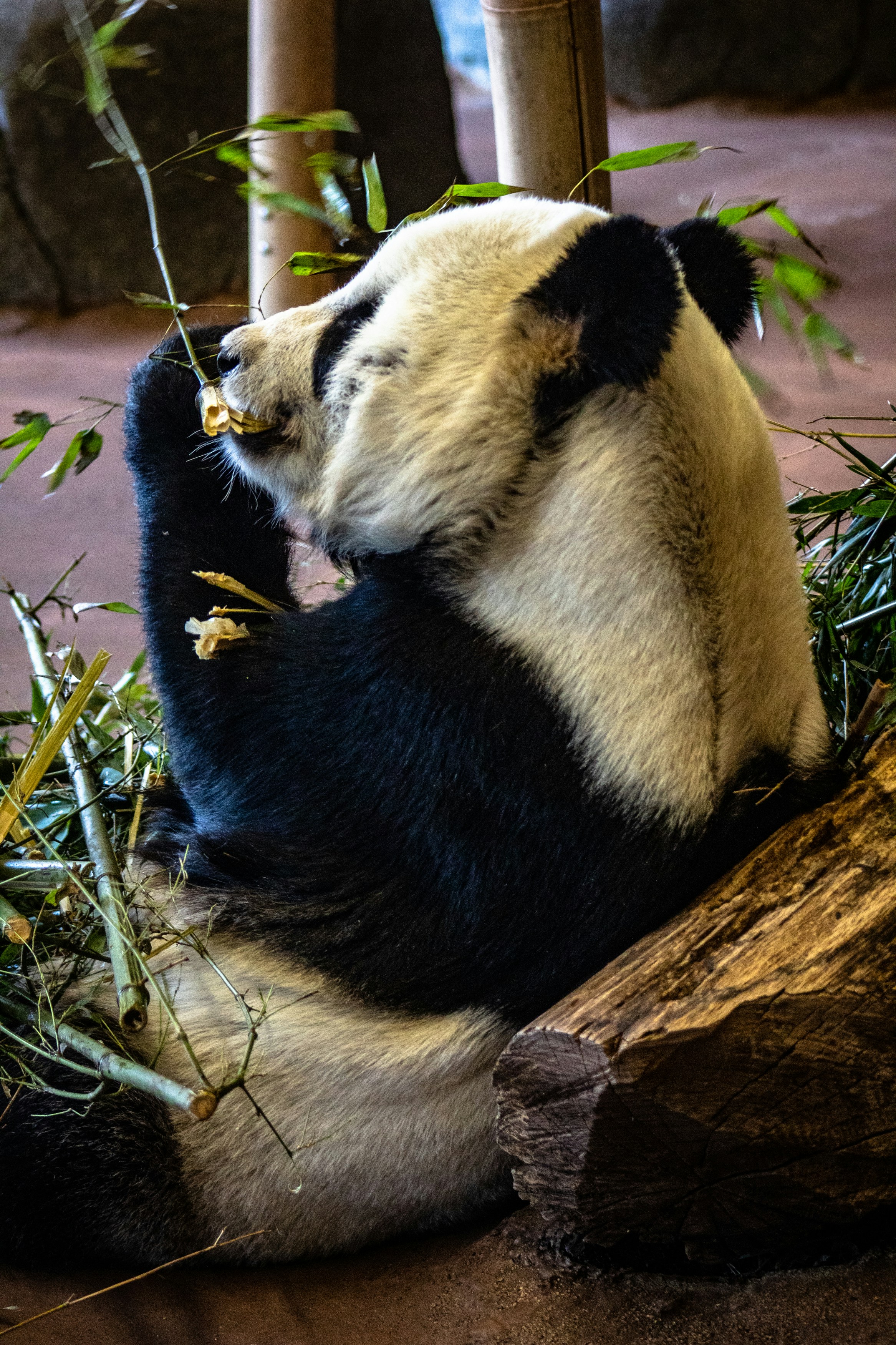 A panda strips the branches of the bamboo.