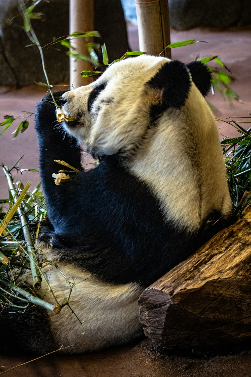 panda on concrete ground