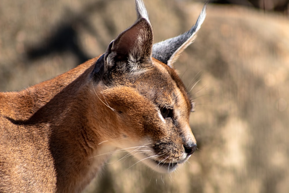 Gato marrón