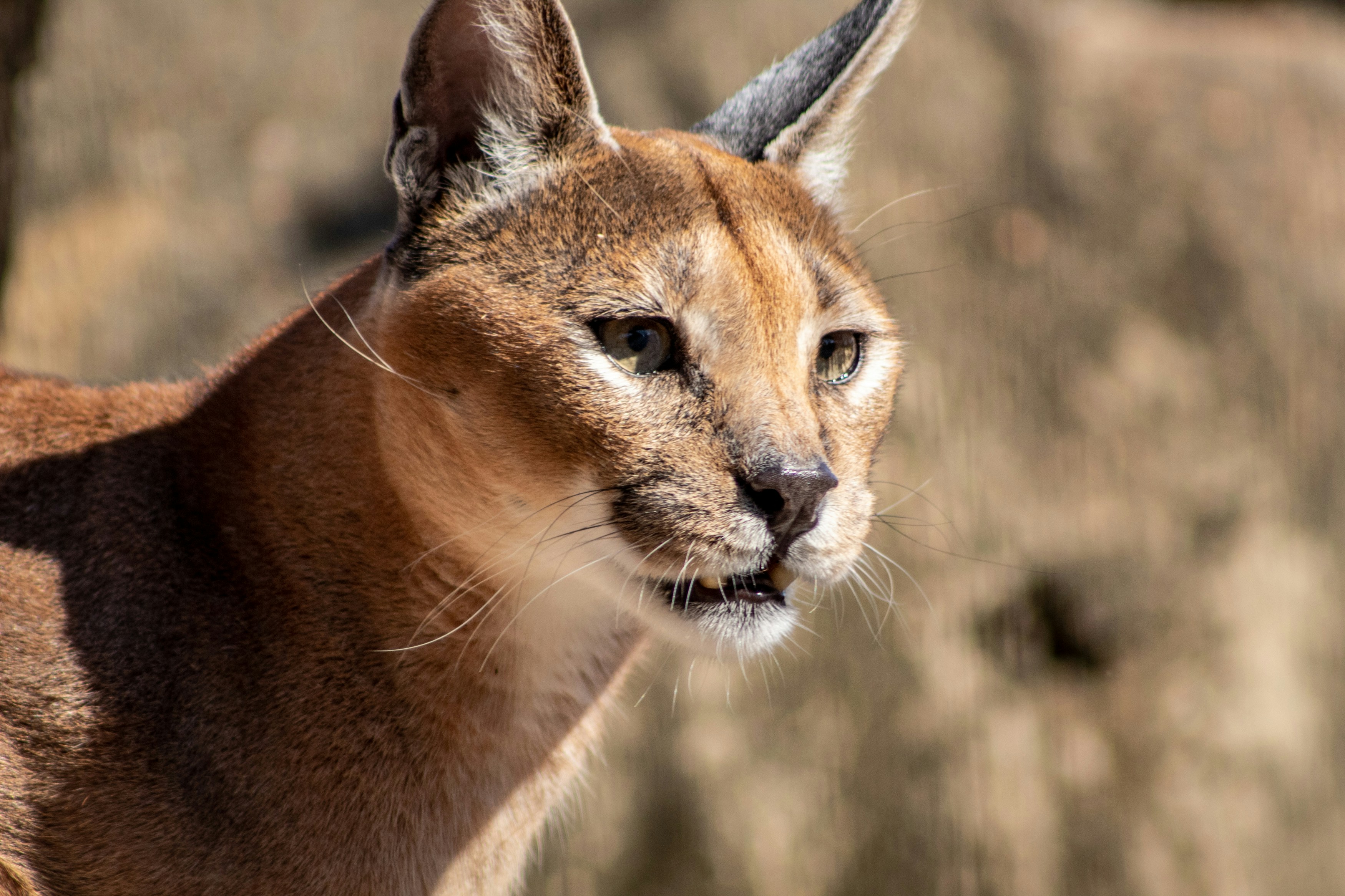 Spotted Wonder: African Golden Cat (image credits: unsplash)