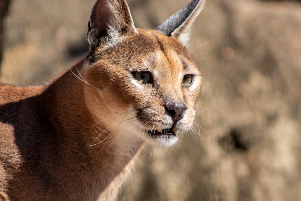 brown animal in selective focus photography