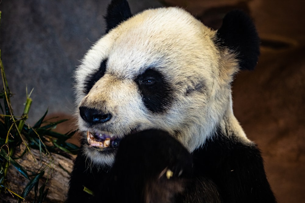 smiling panda