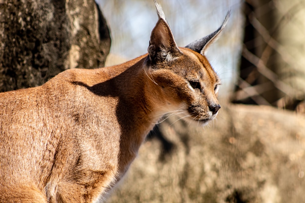 brown coated cat