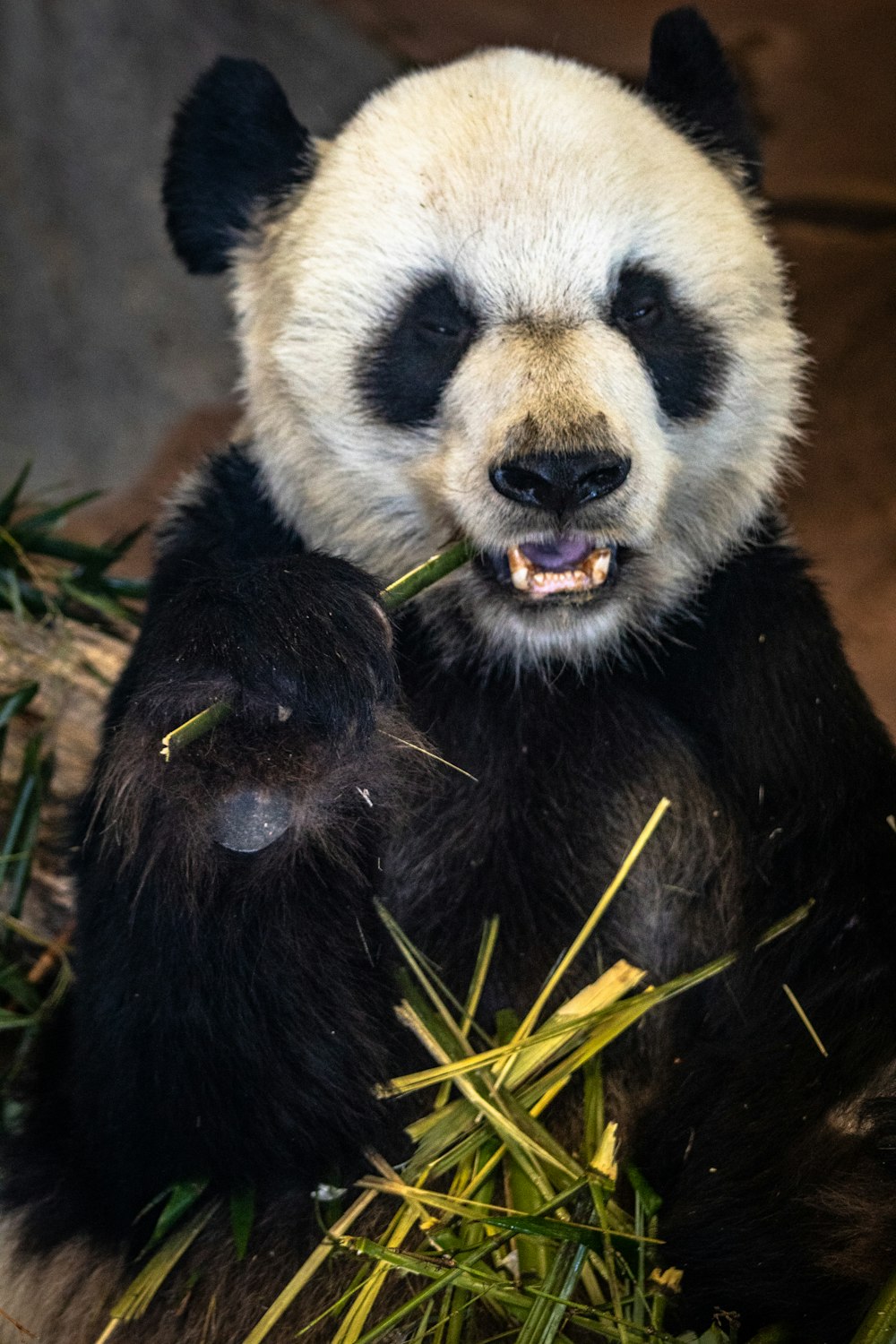 panda eating bamboo