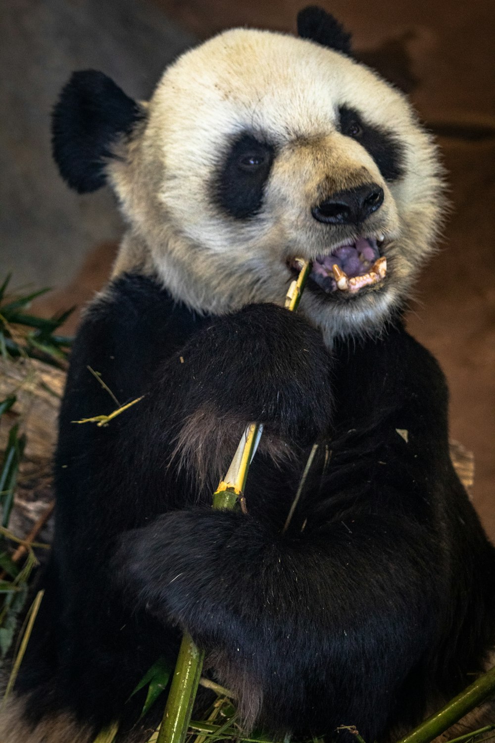white and black polar bear eating bamboo