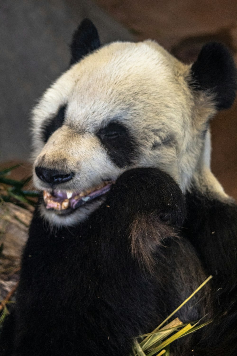 white panda holding green bamboo