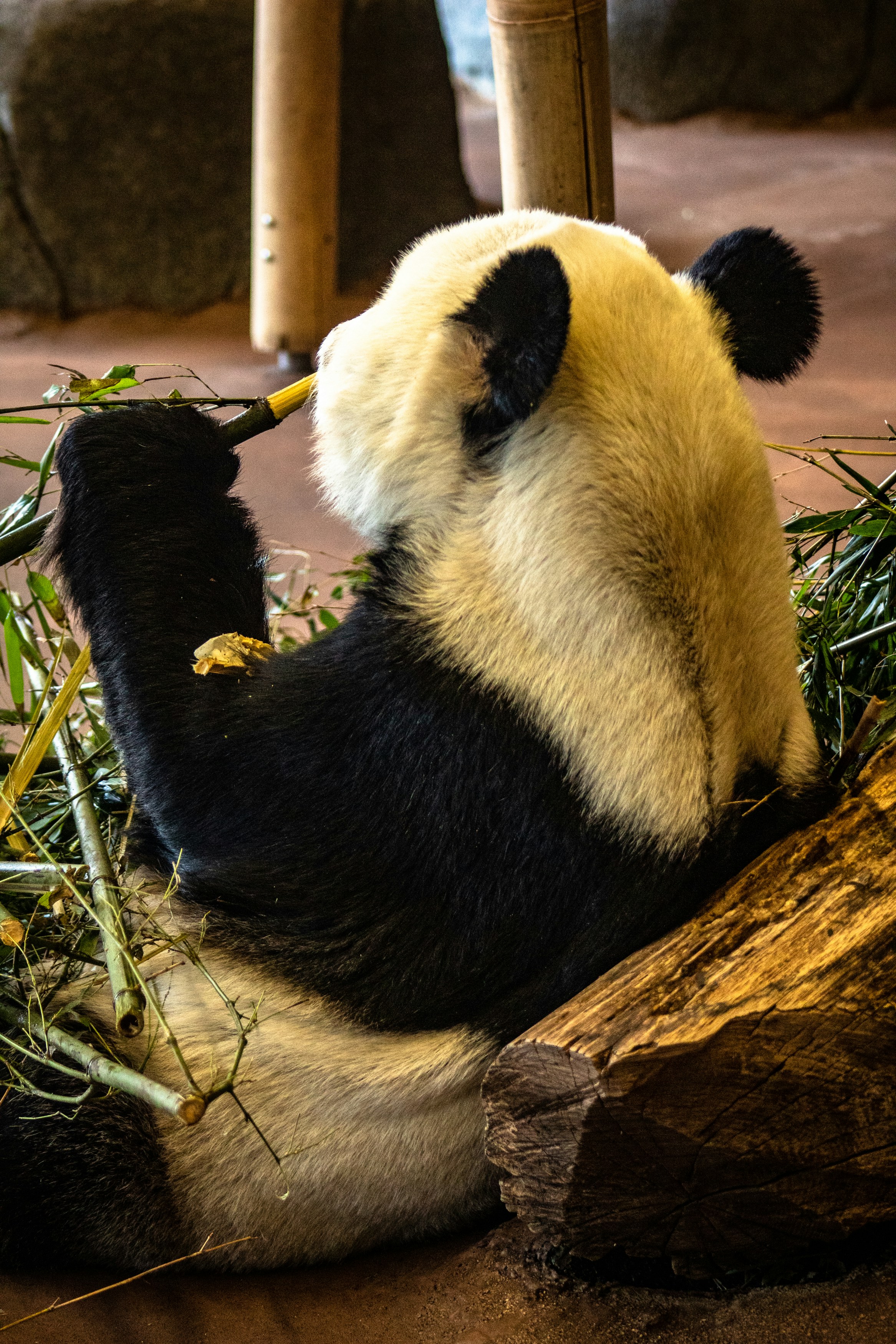 A view of the back side of a panda bear as it eats its bamboo lunch.