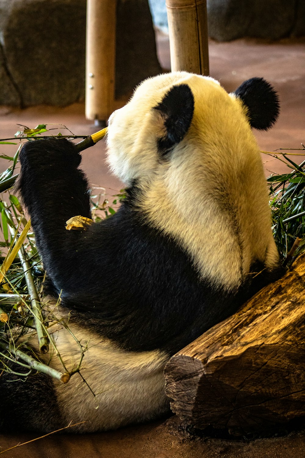 white and black panda bear eating bamboo