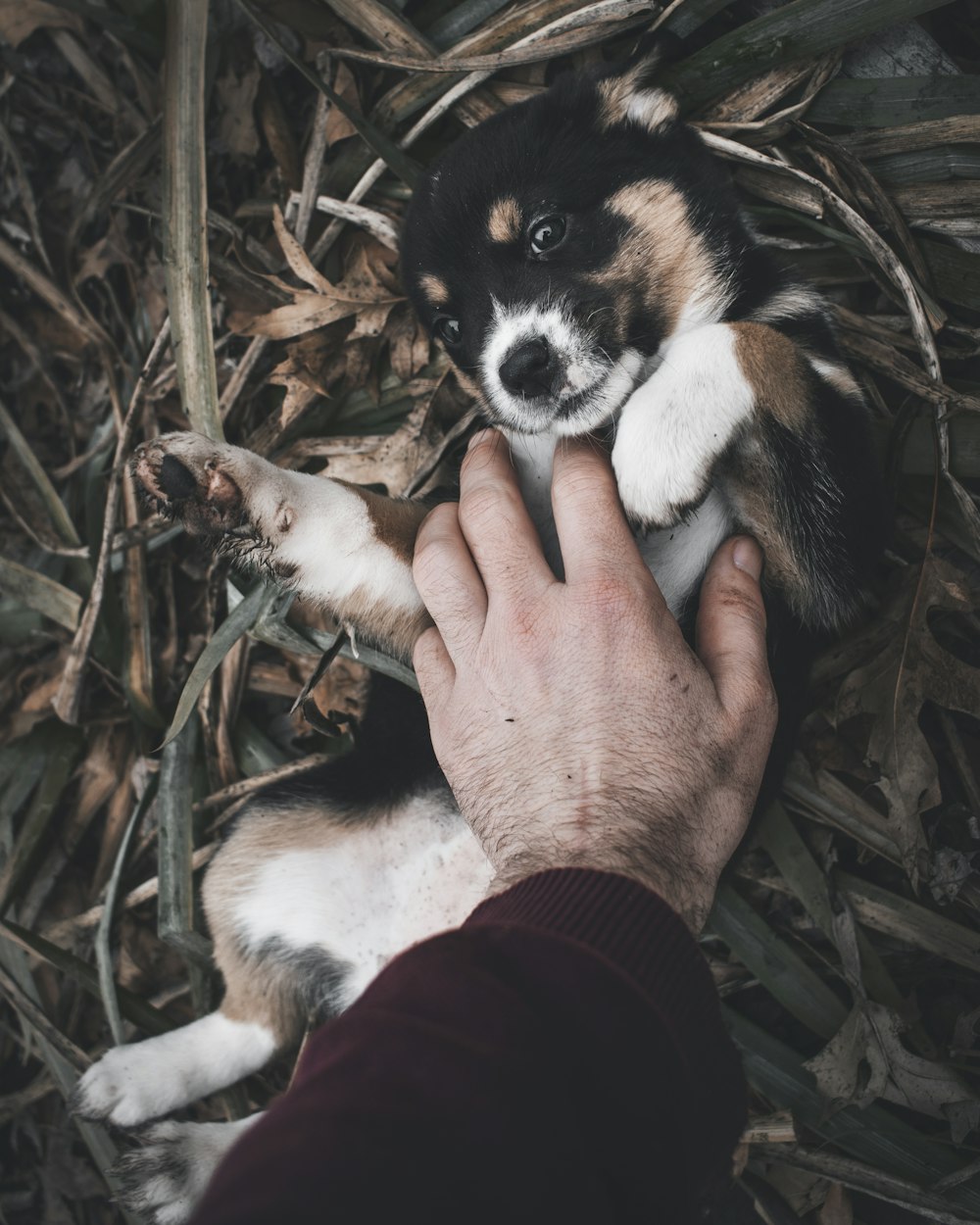 Cucciolo di corgi gallese Pembroke in bianco e nero