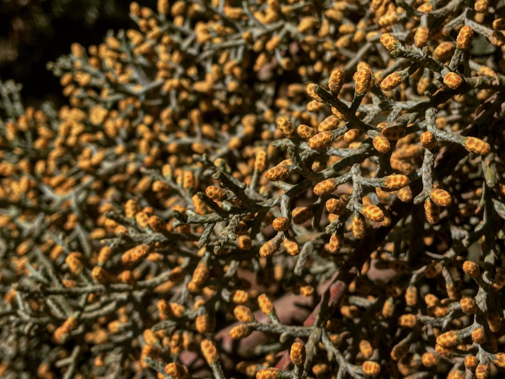 yellow and brown plant