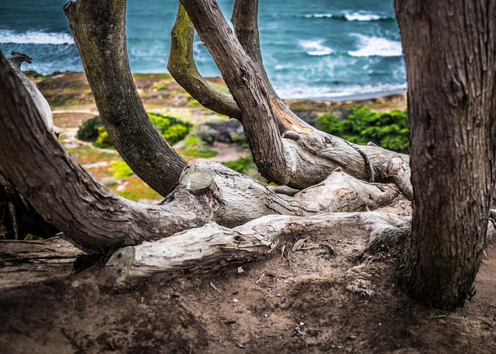 brown driftwoods beside beach during daytime