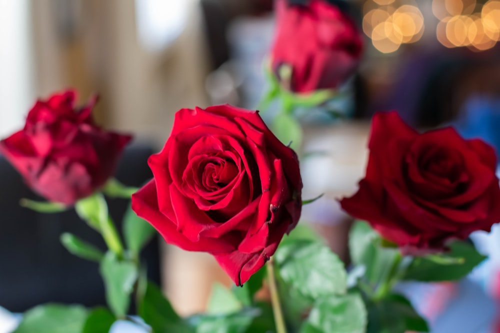 Vier rote Rosen Foto