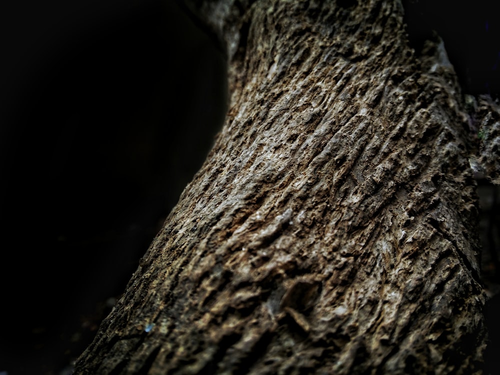 brown tree close-up photography