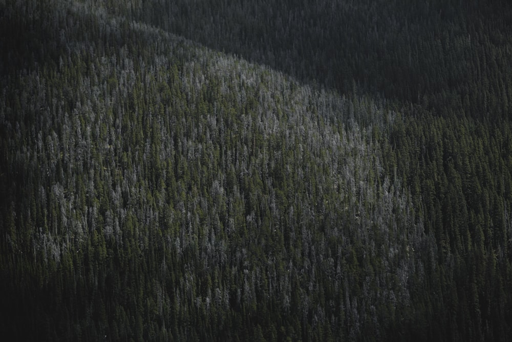 green and white trees