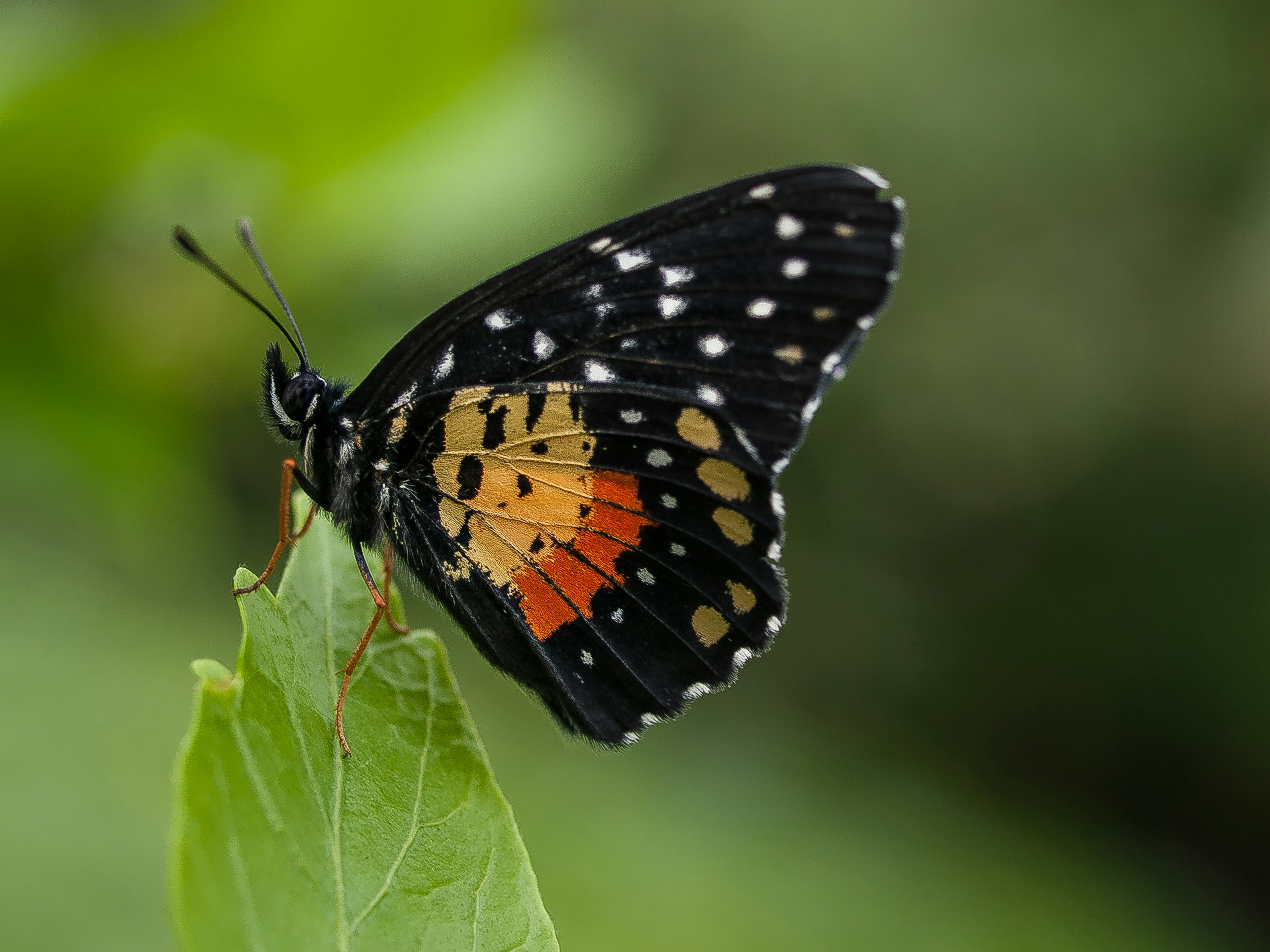 black and orange butterfly perched on green leaf during daytime