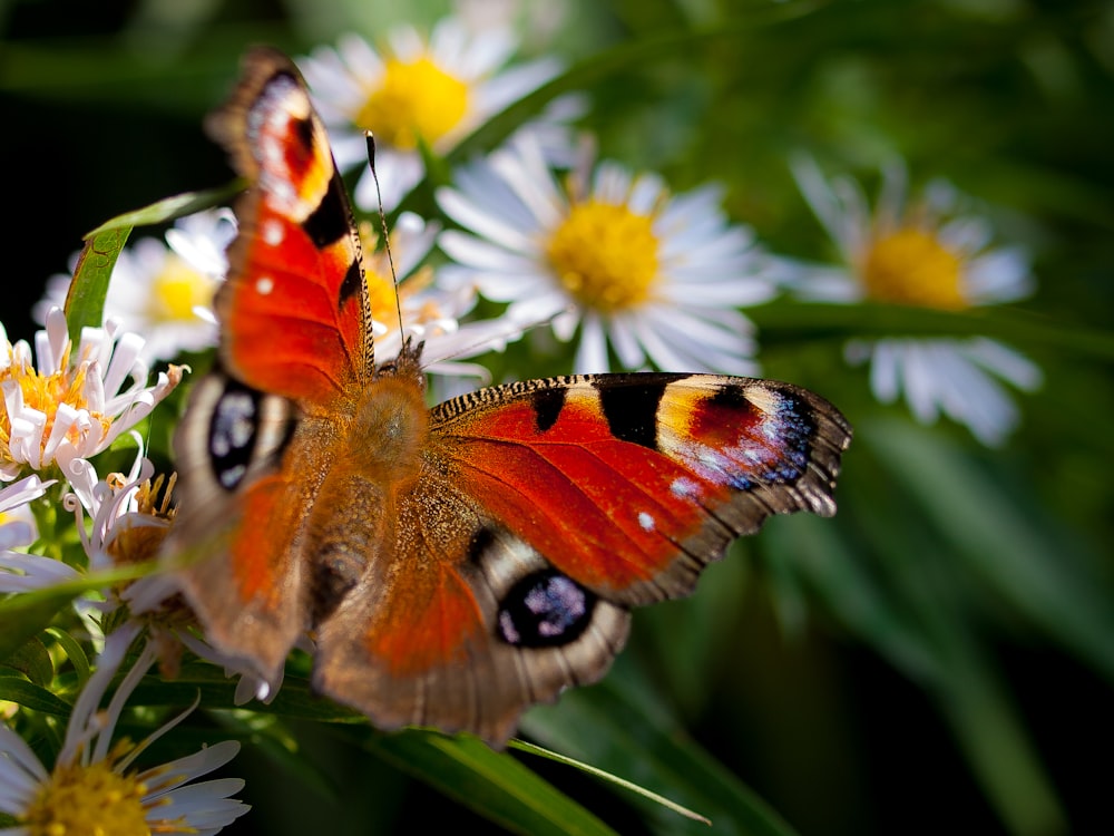 orange butterfly on white daisies