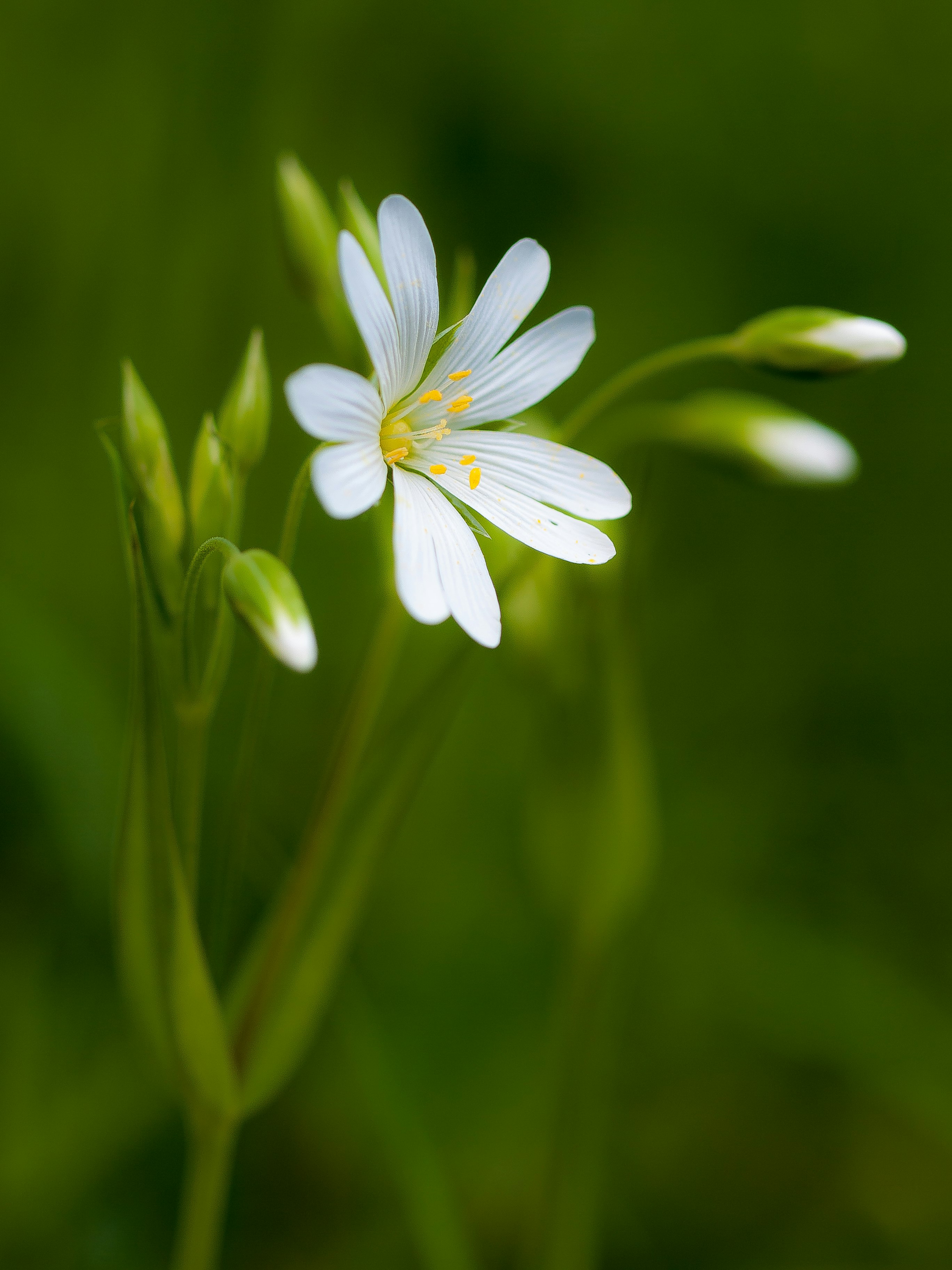 Lesser stitchwort flower by the side of the road at Isigny-le-Buat, Basse, Normandy, France