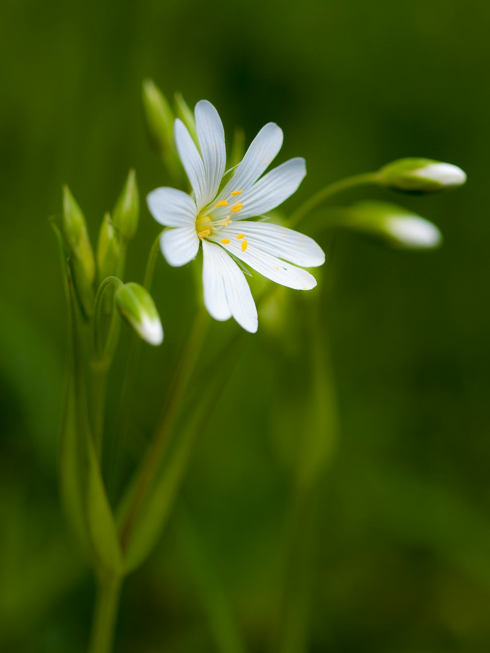 fotografia ravvicinata di fiori bianchi