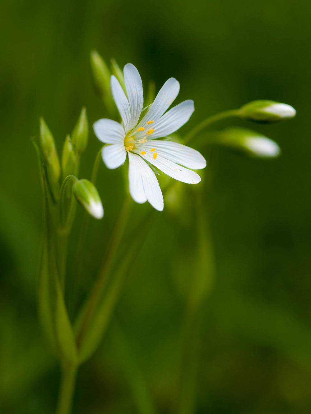 fotografia de close-up de flor branca