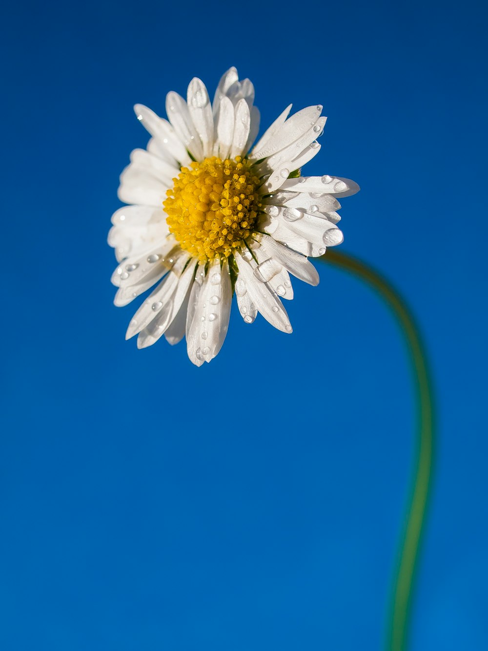 Foto de primer plano de flor de pétalos blancos