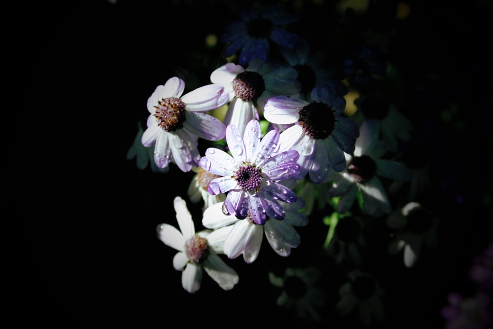 white petaled flowers