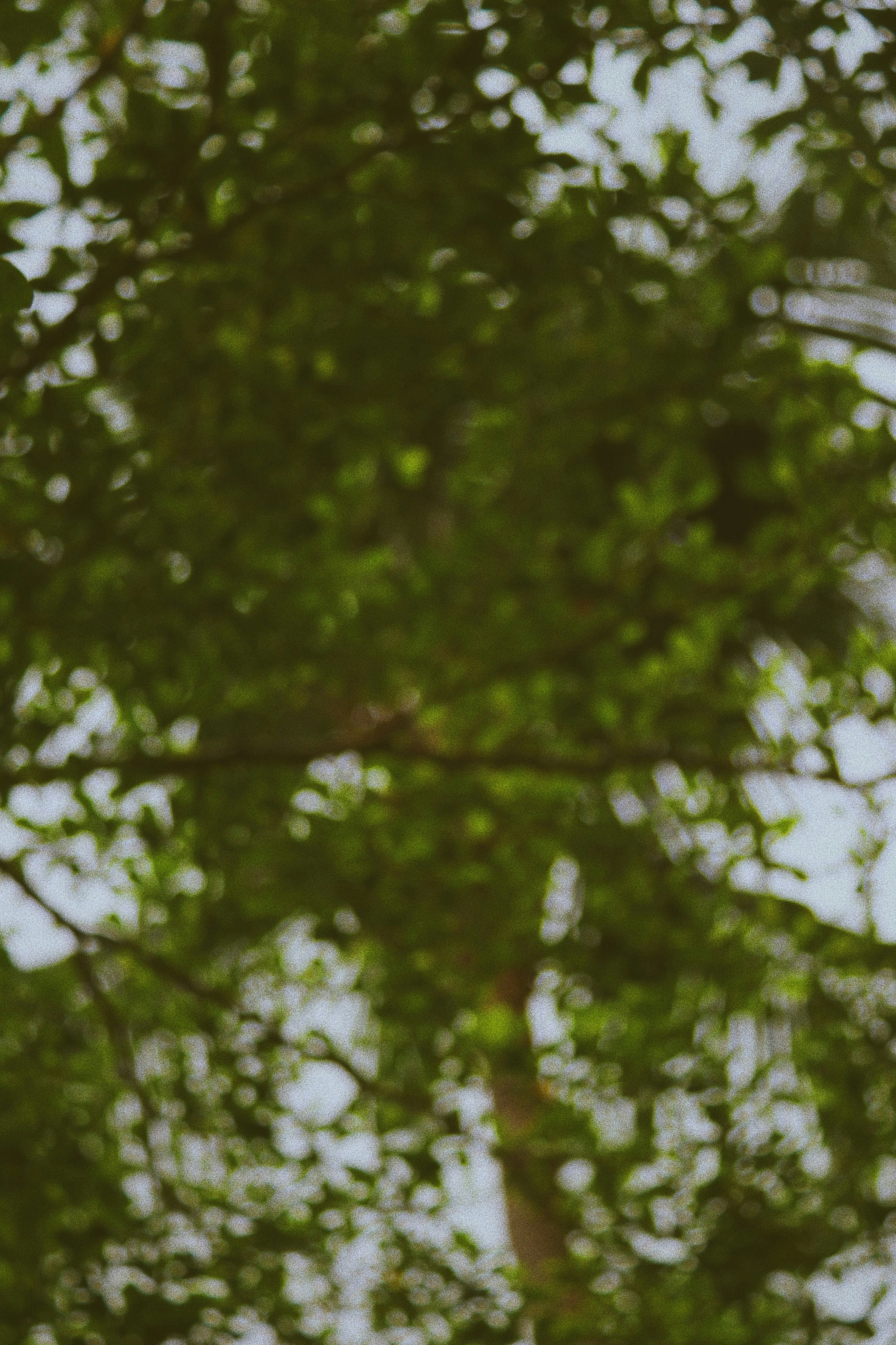 Expansive peaceful garden at golden hour, warm amber and green tones, soft bokeh background, tranquil and hopeful atmosphere, lush nature scene