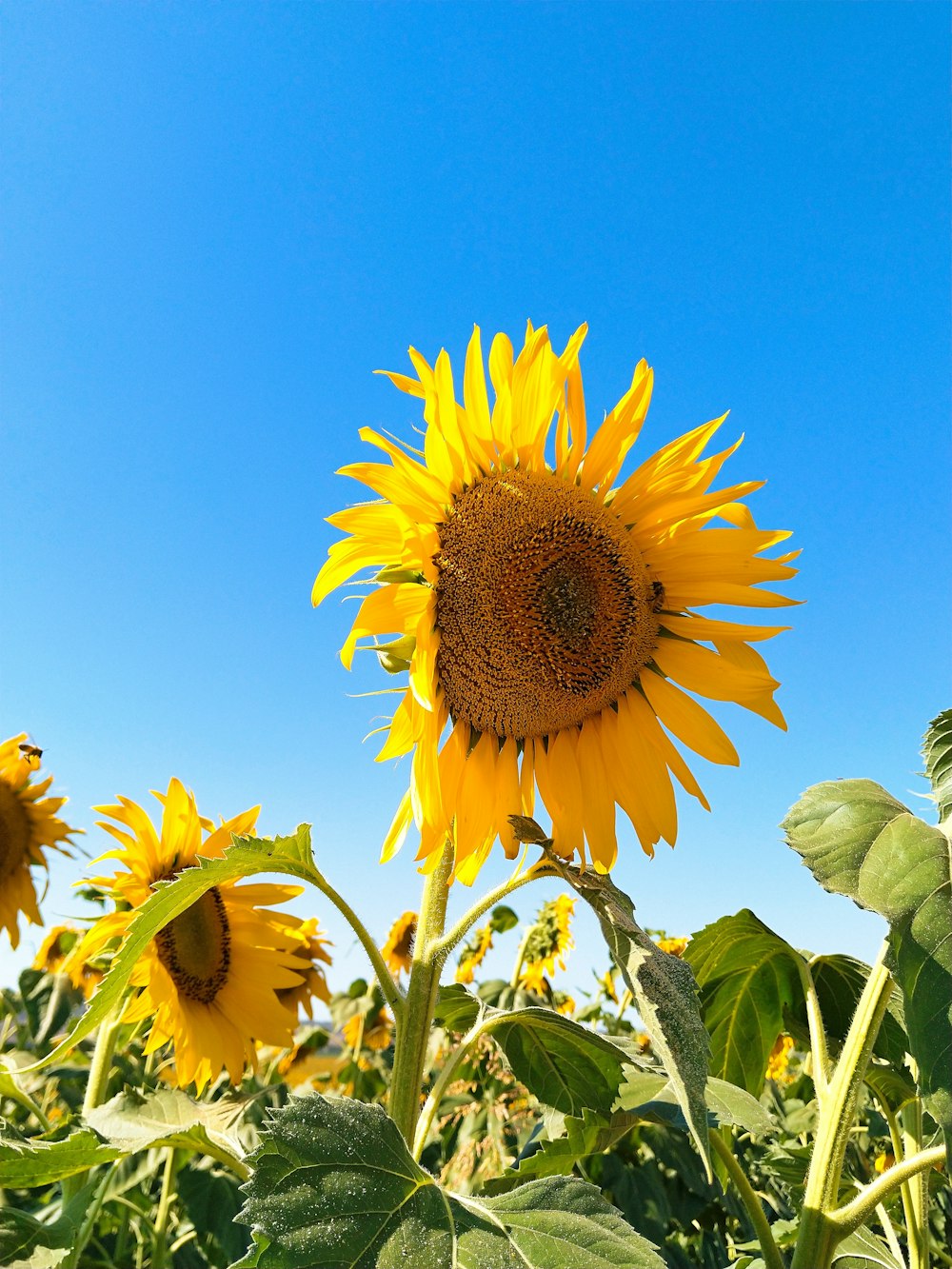 해바라기의 클로즈업 사진