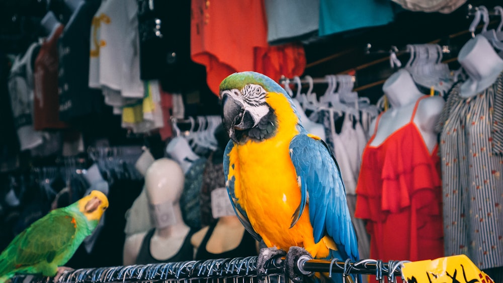 gelber und blauer Papageienvogel auf schwarzem Kleiderständer