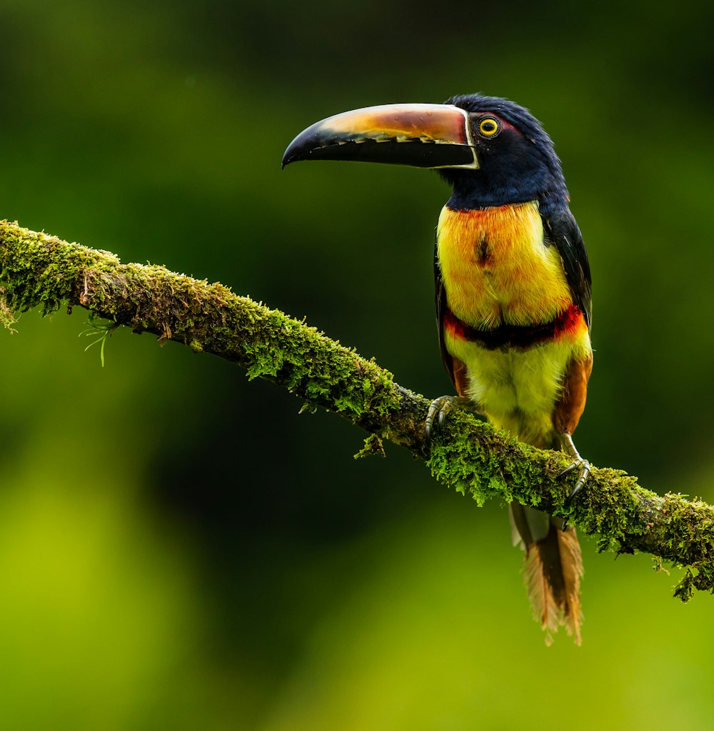 black and yellow bird on green branch during daytime