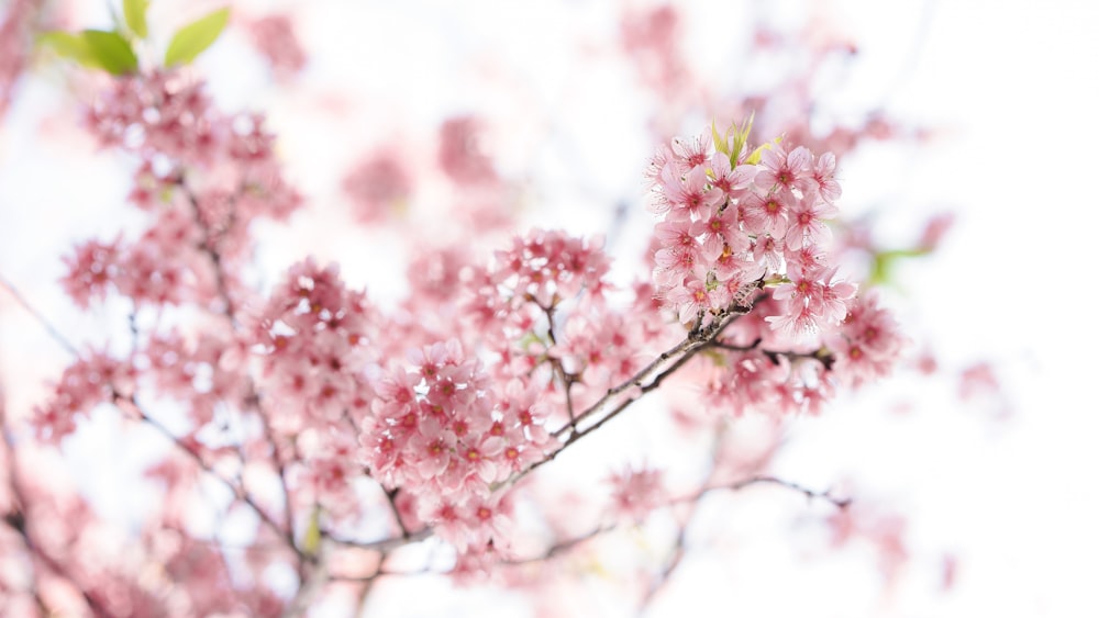 pink cherry blossom tree