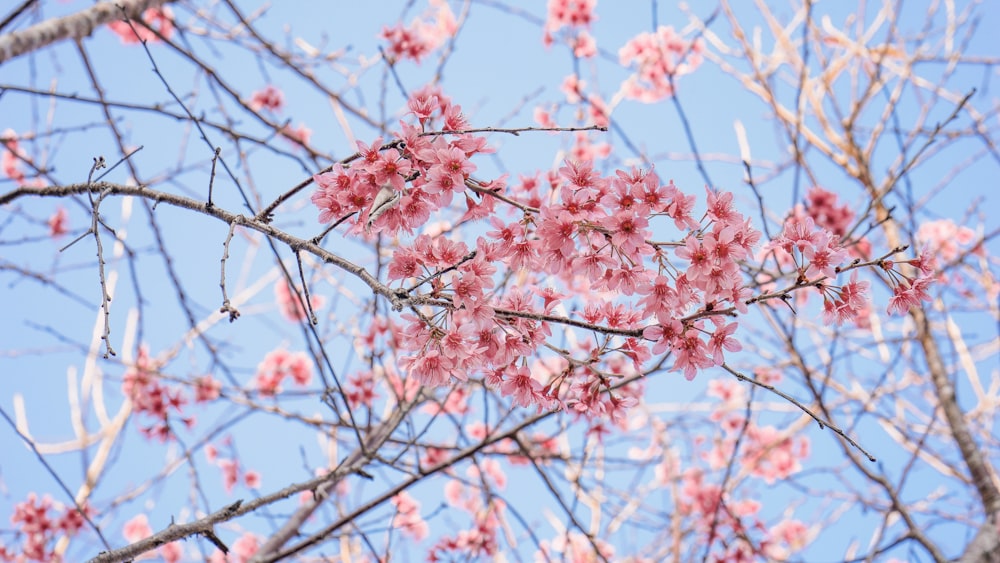 pink flower close-up photography