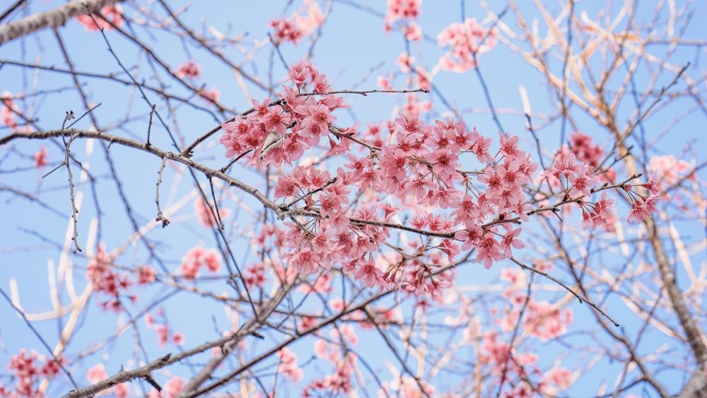 fotografia de close-up da flor cor-de-rosa