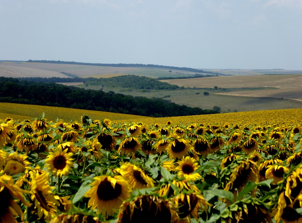 sunflower field during daytime