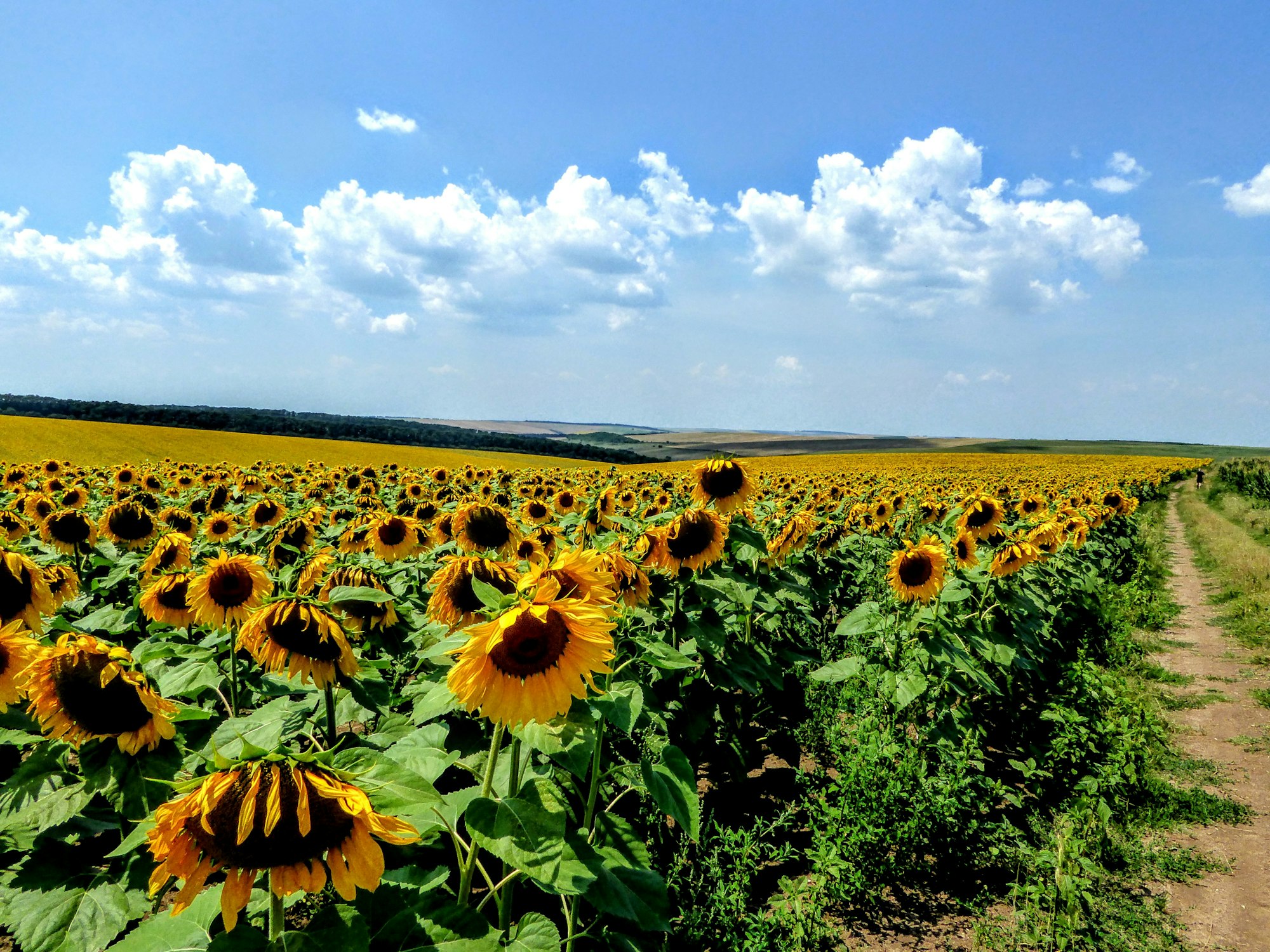 blue sky yellow sunflowers