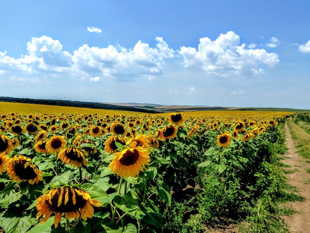 blue sky yellow sunflowers