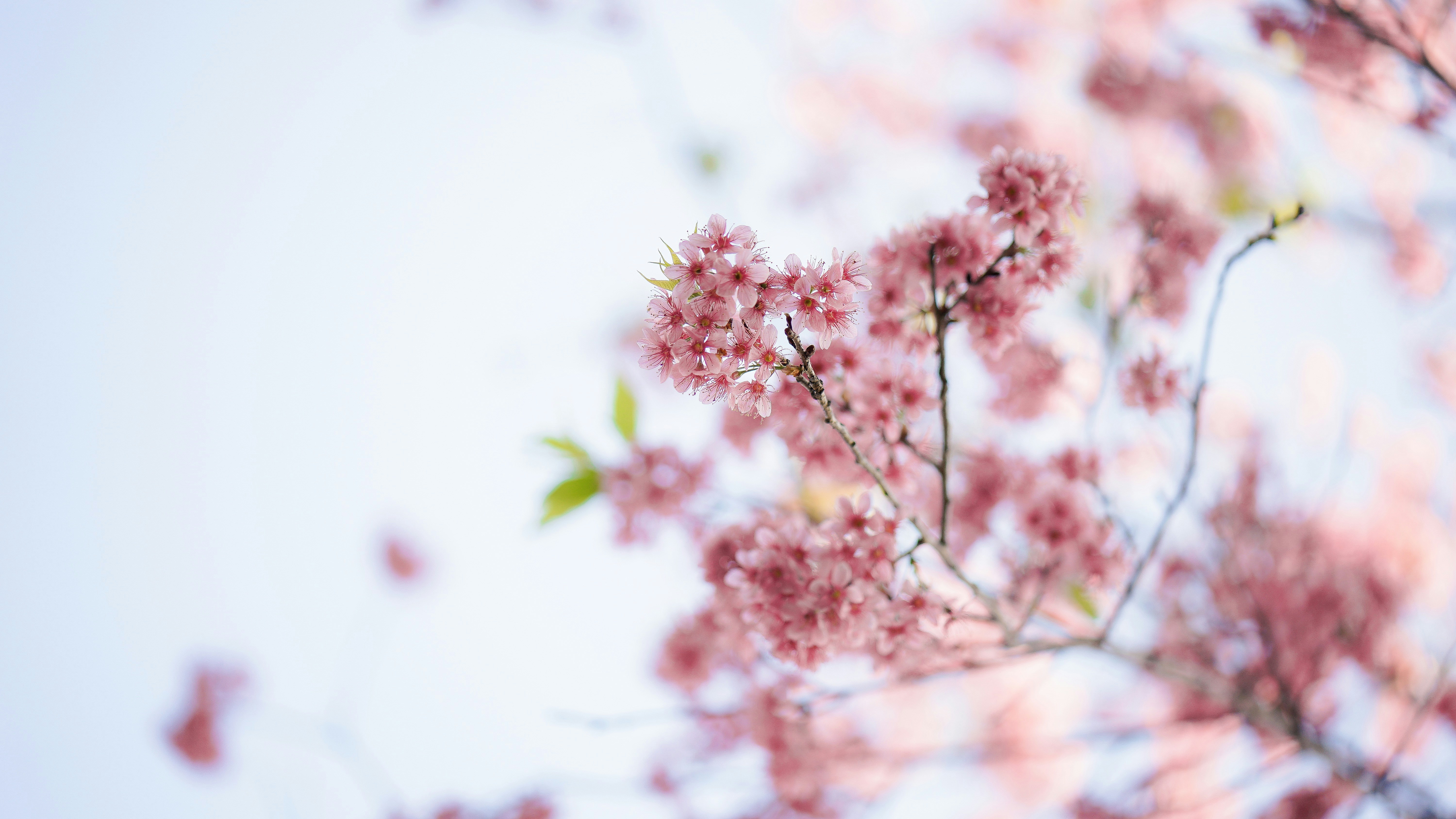 ピンクの桜の木