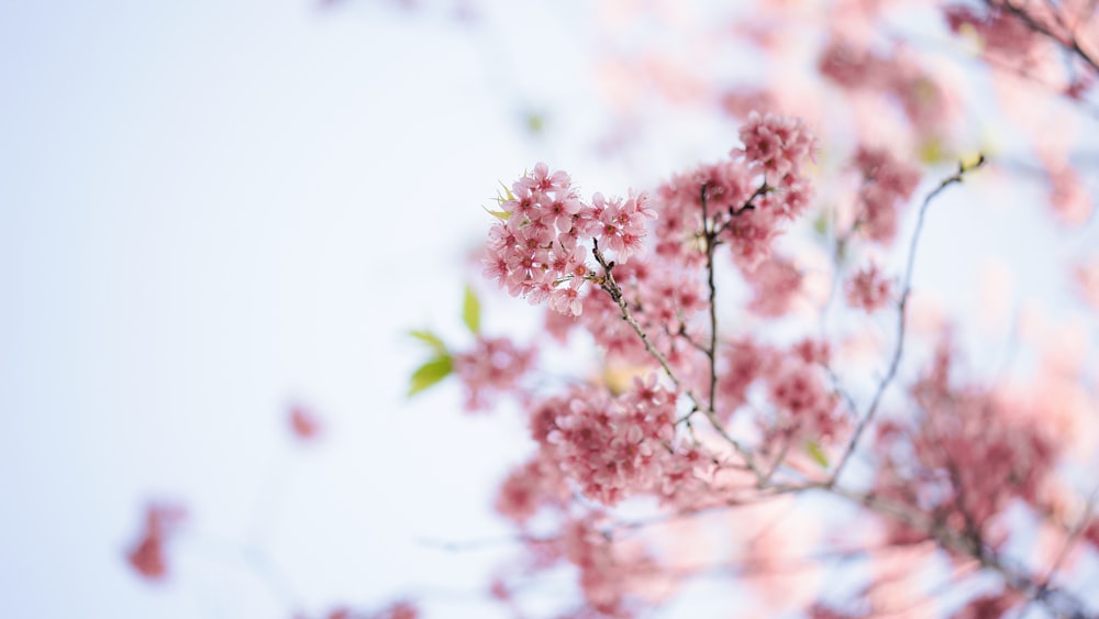 cerisier rose en fleurs