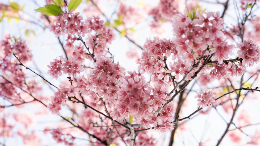 pink flowers